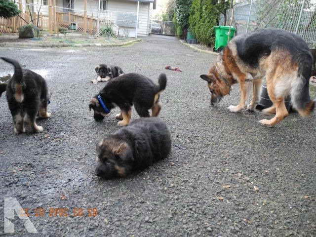 German Shepherd Puppies For Sale Portland Oregon