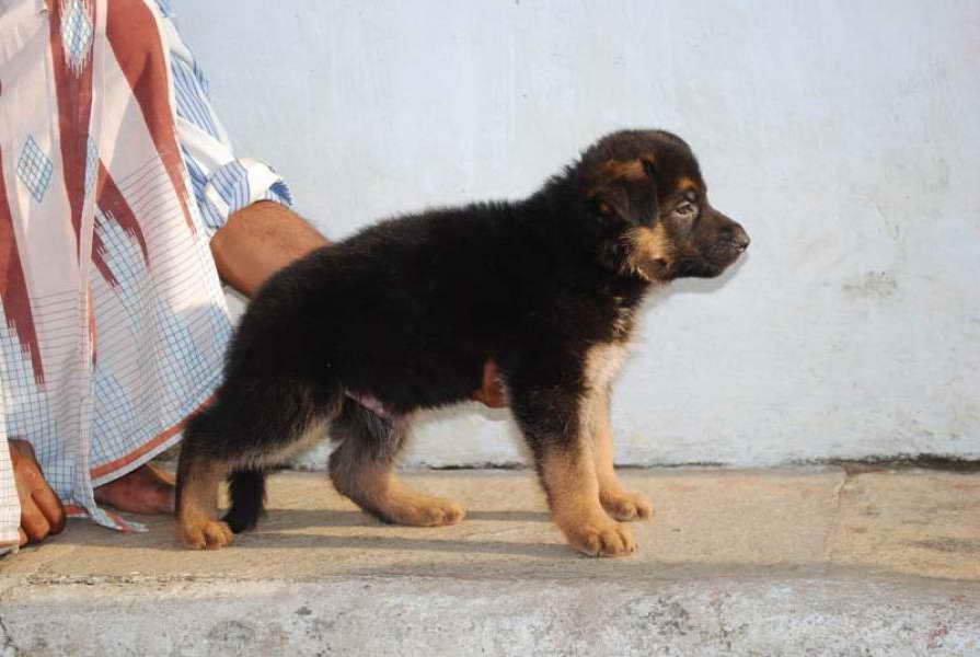 German Shepherd Puppies For Sale Price