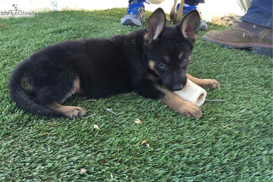 German Shepherd Puppies For Sale San Diego