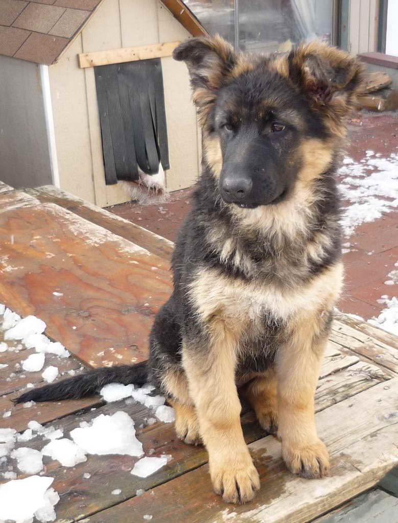 German Shepherd Puppies For Sale Spokane Wa PETSIDI