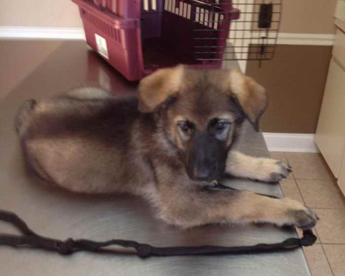 German Shepherd Puppies For Sale Tampa