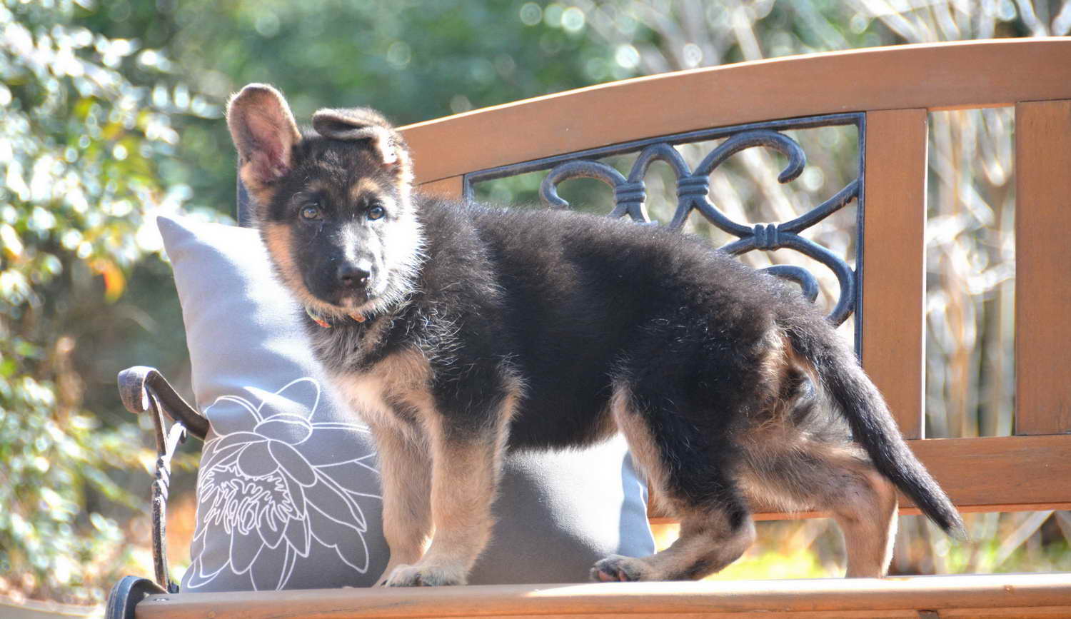 German Shepherd Puppies For Sale Texas