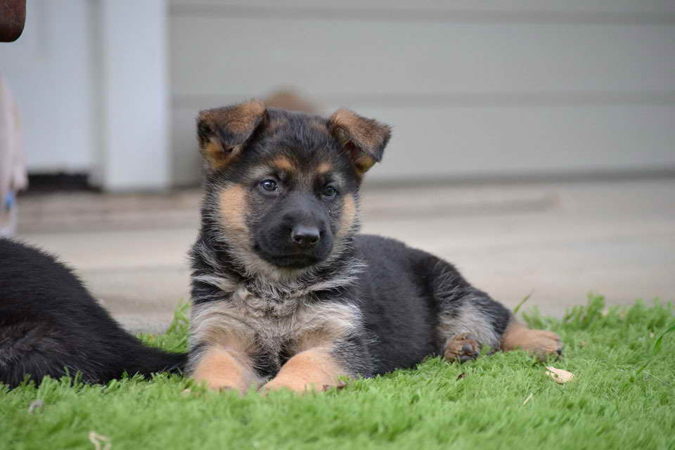 German Shepherd Puppies For Sale Under 100 Dollars