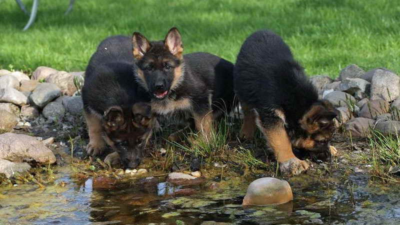 German Shepherd Puppies For Sale Virginia