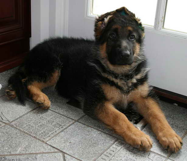 German Shepherd Puppies Fredericksburg Va