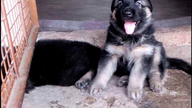 German Shepherd Puppies Free