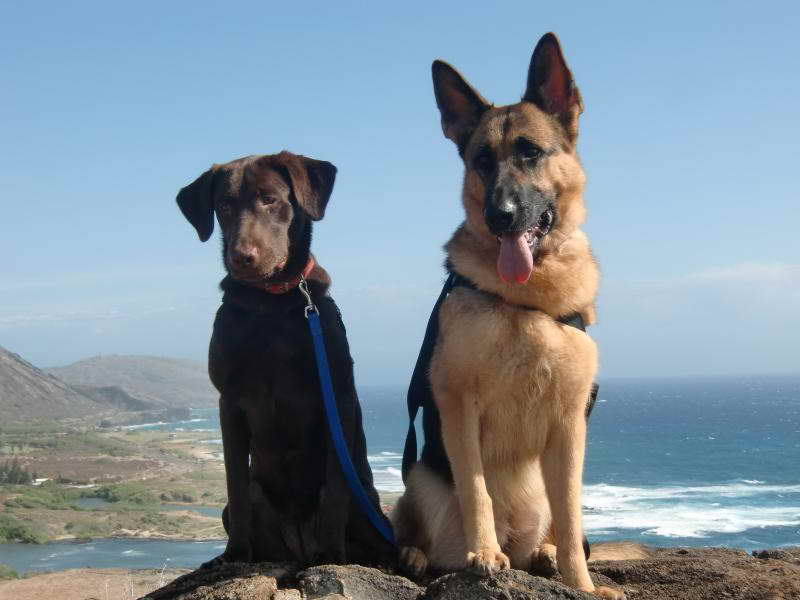 German Shepherd Puppies Hawaii