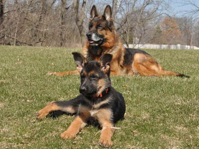 German Shepherd Puppies Illinois