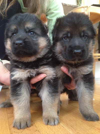 German Shepherd Puppies In Massachusetts