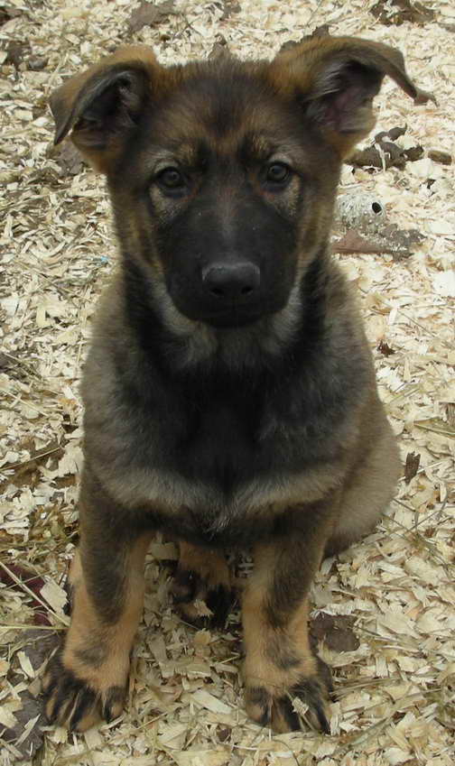 German Shepherd Puppies In Michigan