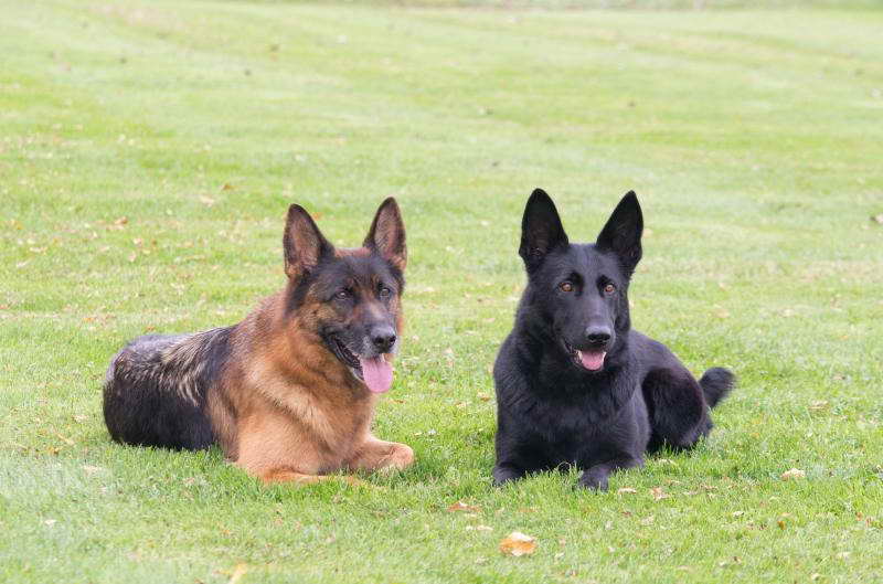 German Shepherd Puppies In Ny