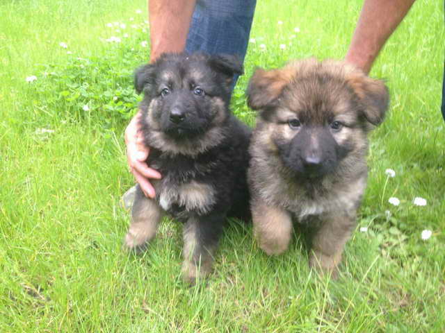 German Shepherd Puppies In Sc
