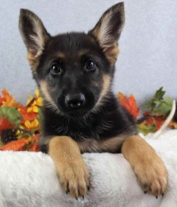 German Shepherd Puppies In Texas