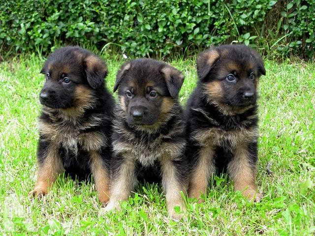 German Shepherd Puppies In Tn
