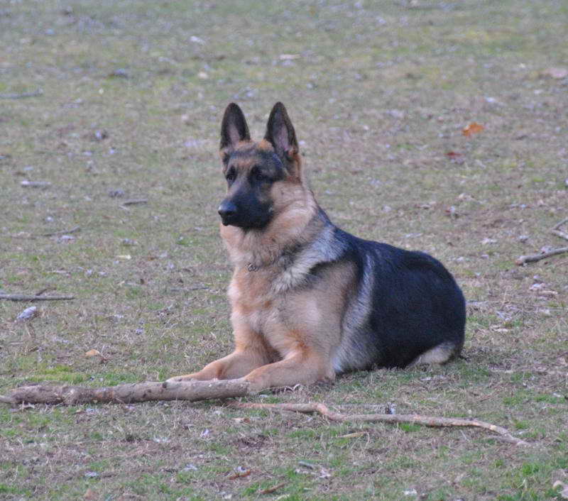 German Shepherd Puppies In Virginia