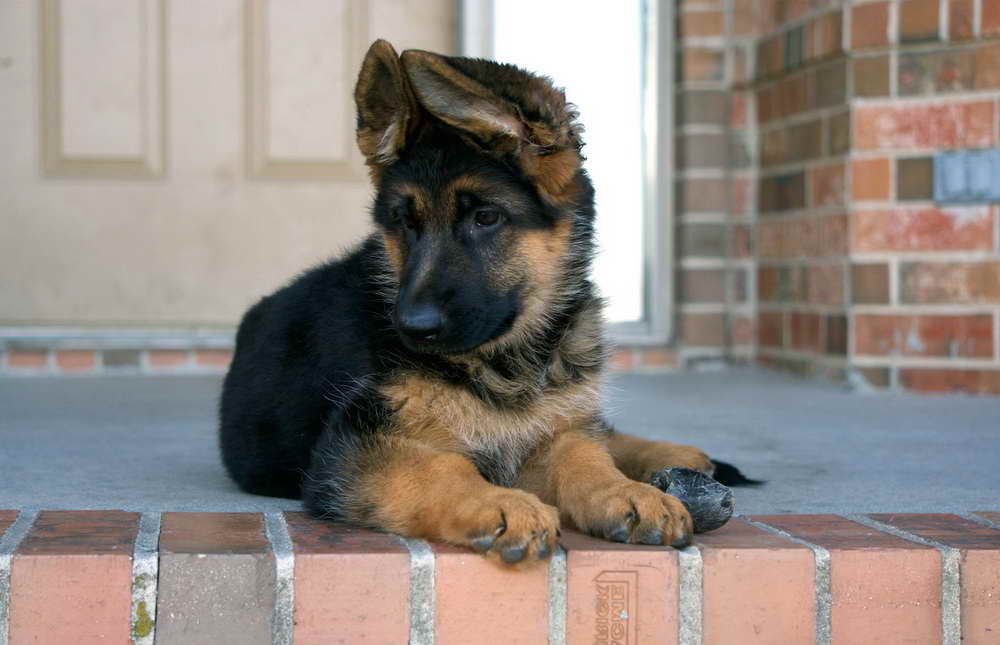 German Shepherd Puppies Kansas