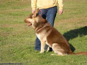 German Shepherd Puppies Lafayette Indiana