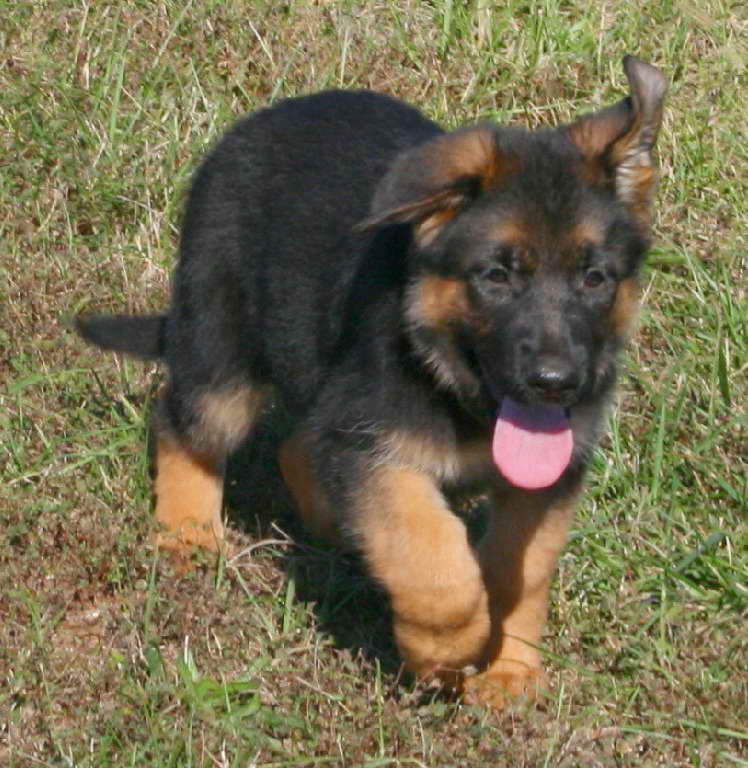 German Shepherd Puppies Low Price