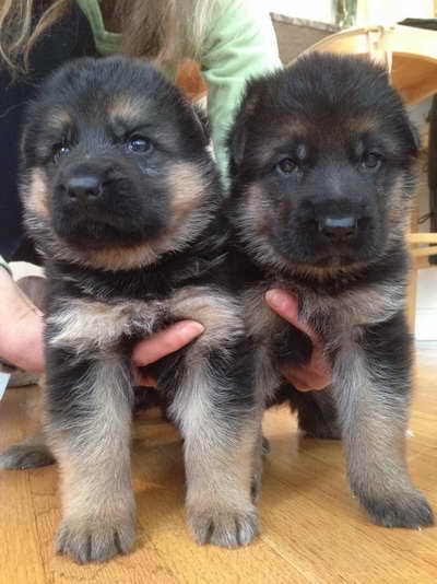 German Shepherd Puppies Mass