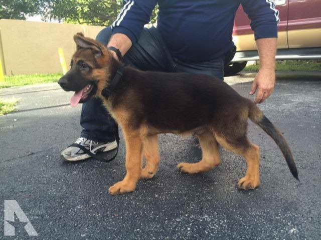 German Shepherd Puppies Miami