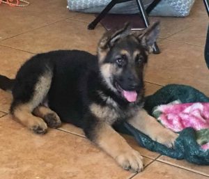 German Shepherd Puppies Mn Craigslist