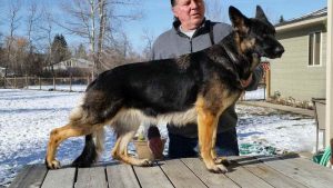 German Shepherd Puppies Montana