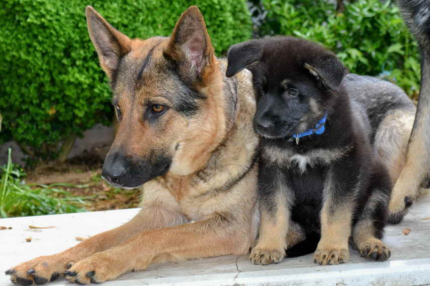 German Shepherd Puppies Nc Cheap | PETSIDI
