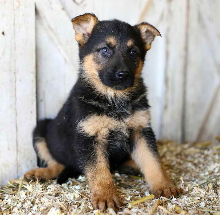 craigslist german shepherd dogs for sale