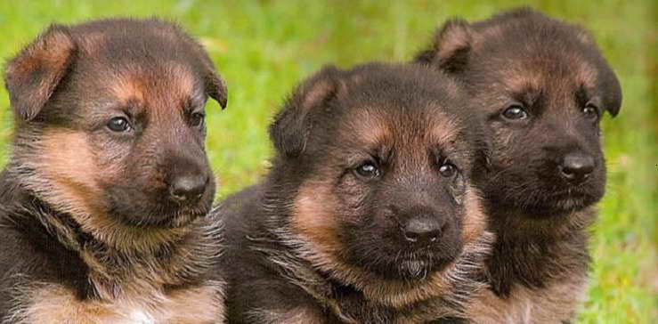 German Shepherd Puppies Nj
