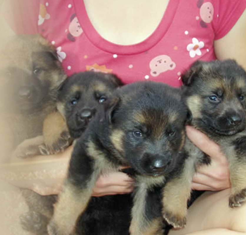 German Shepherd Puppies North Carolina