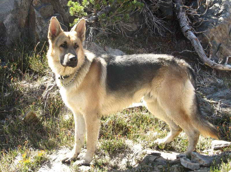 German Shepherd Puppies Northern California