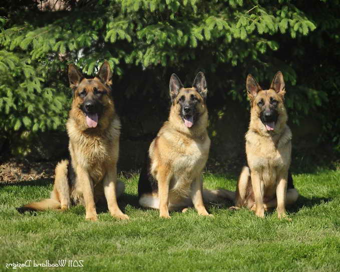 German Shepherd Puppies Ohio