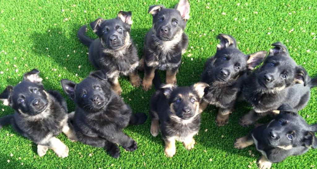 German Shepherd Puppies Oklahoma