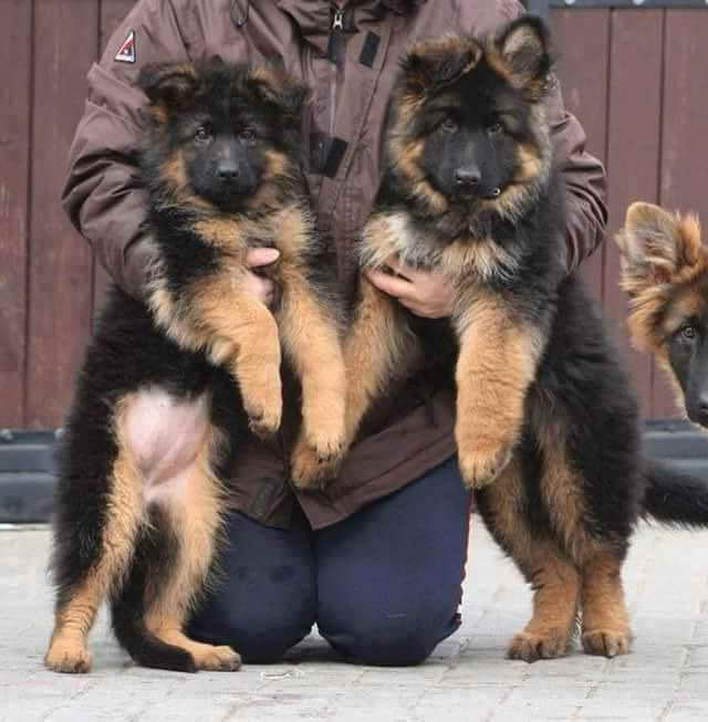 German Shepherd Puppies Quad Cities