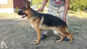 German Shepherd Puppies San Antonio