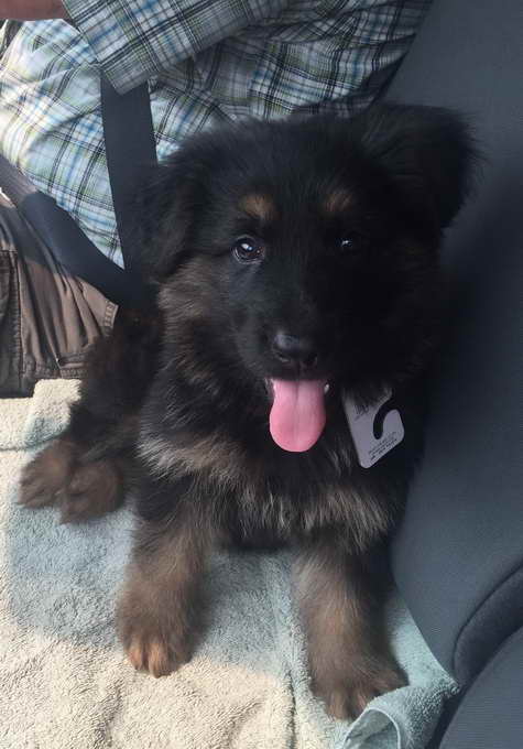 German Shepherd Puppies South Dakota