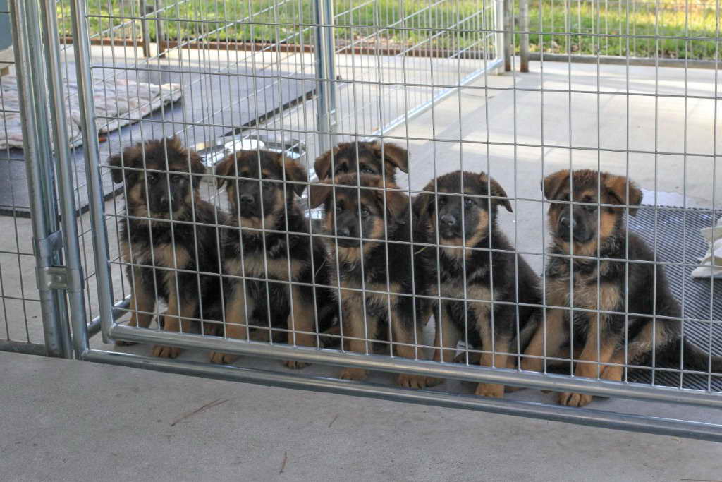 German Shepherd Puppies South Florida