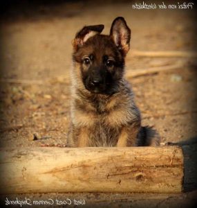 German Shepherd Puppies Southern California