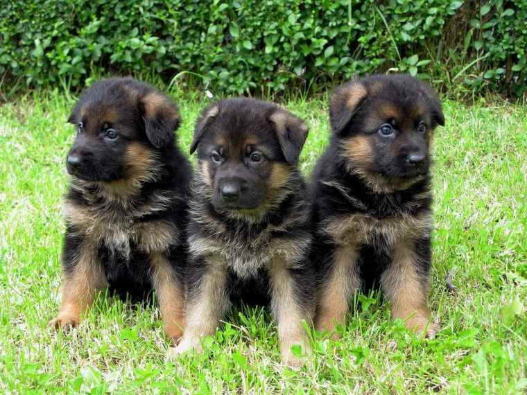 German Shepherd Puppies TN