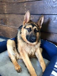 German Shepherd Puppies Tri Cities Wa