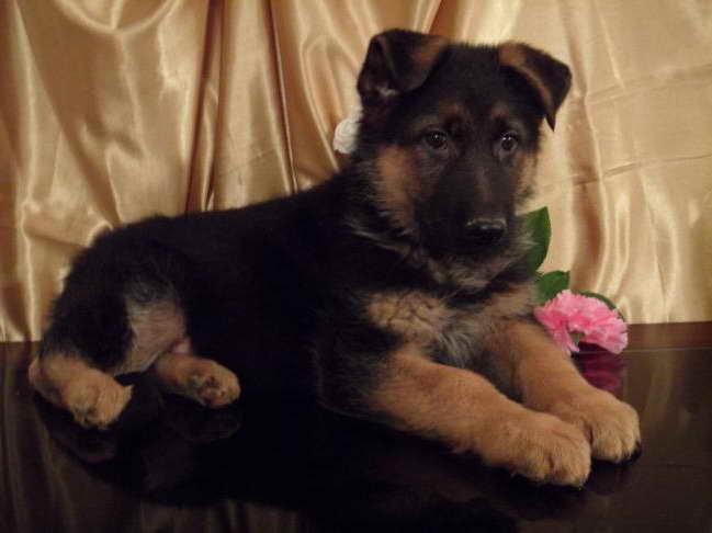 German Shepherd Puppies for Sale Under $200 - wide 6