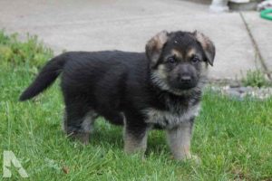 German Shepherd Puppies Vancouver Wa