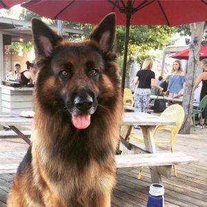 German Shepherd Puppies Waco Tx