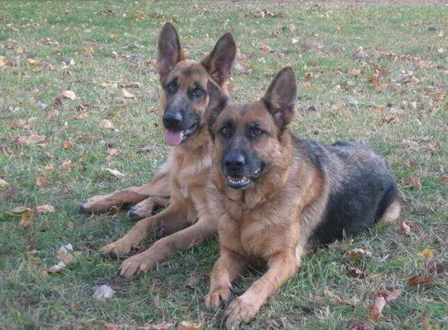 German Shepherd Puppies Wi