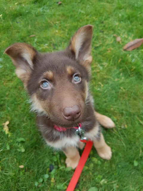 German Shepherd Puppies With Blue Eyes