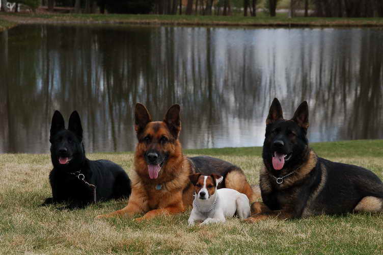 German Shepherd Puppies Wv