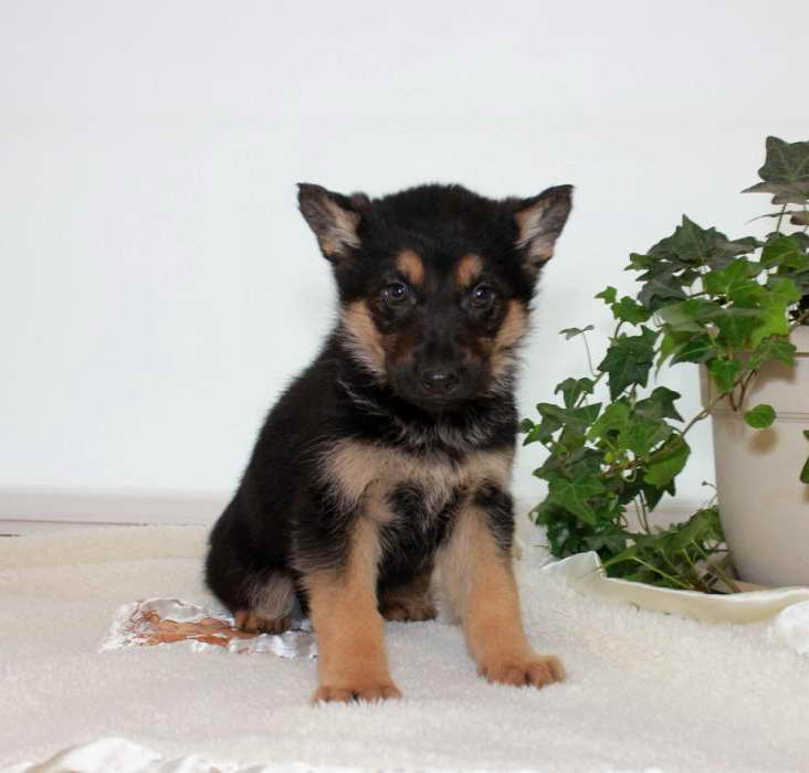 German Shepherd Puppies Wyoming