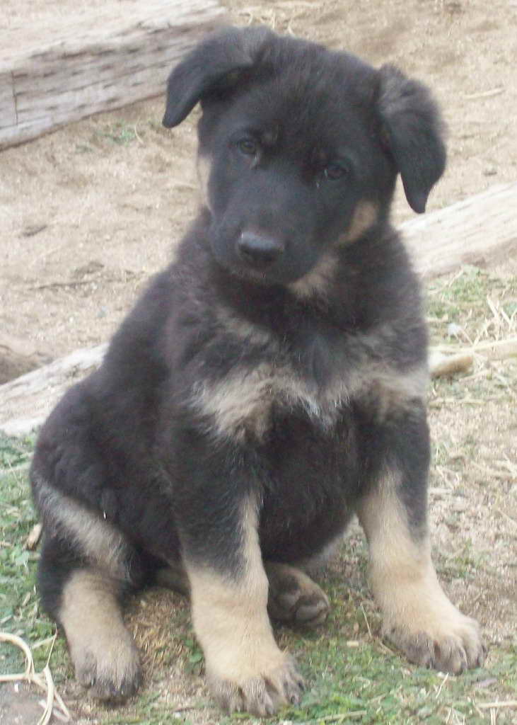 German Shepherd Puppy Care