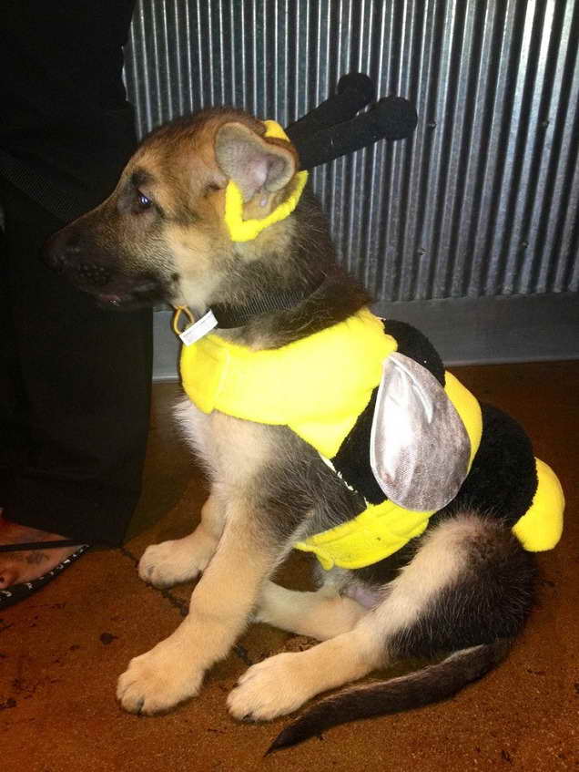 German Shepherd Puppy Clothes