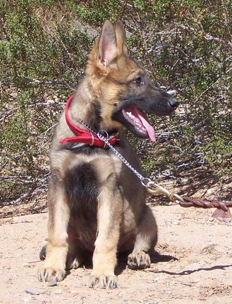 German Shepherd Puppy Collars